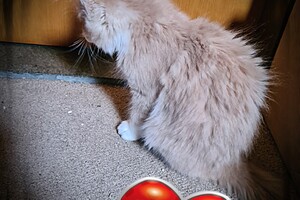 Clémentine 28 maart- 2 mei 2021