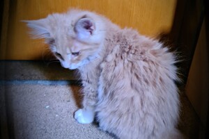 Clémentine 28 maart- 2 mei 2021