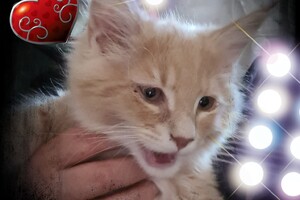 Clémentine 28 maart- 2 mei 2021