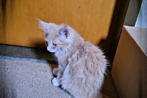 Clémentine 28 maart- 2 mei 2021