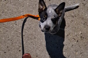 Welke halsband gebruiken jullie?