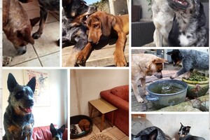 Izzy Bella Donna: Onze roedel