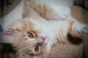 Clémentine 28 maart- 2 mei 2021