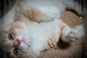 Clémentine 28 maart- 2 mei 2021