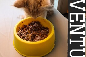 Clémentine 28 maart- 2 mei 2021