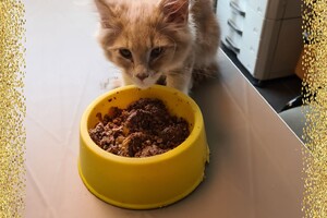 Clémentine 28 maart- 2 mei 2021