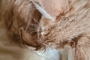 Clémentine 28 maart- 2 mei 2021