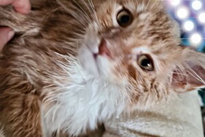 Clémentine 28 maart- 2 mei 2021