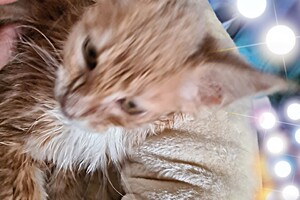 Clémentine 28 maart- 2 mei 2021