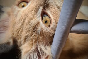 Clémentine 28 maart- 2 mei 2021