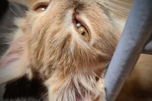 Clémentine 28 maart- 2 mei 2021