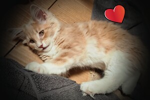 Clémentine 28 maart- 2 mei 2021