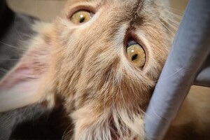 Clémentine 28 maart- 2 mei 2021