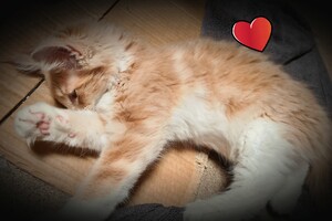 Clémentine 28 maart- 2 mei 2021