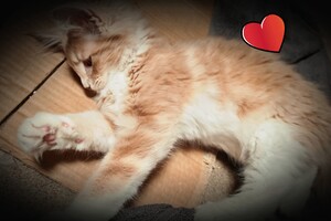 Clémentine 28 maart- 2 mei 2021