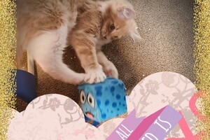 Clémentine 28 maart- 2 mei 2021