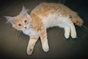 Clémentine 28 maart- 2 mei 2021