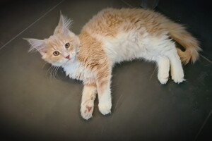 Clémentine 28 maart- 2 mei 2021