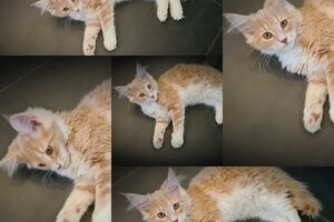 Clémentine 28 maart- 2 mei 2021