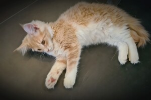 Clémentine 28 maart- 2 mei 2021