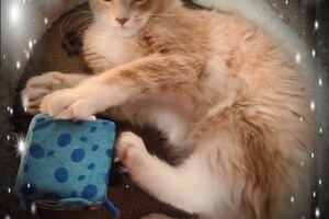 Clémentine 28 maart- 2 mei 2021