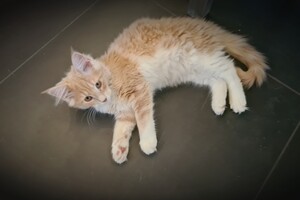 Clémentine 28 maart- 2 mei 2021