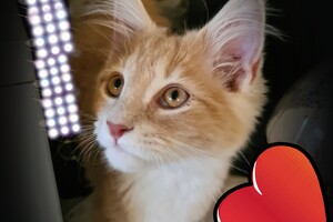 Clémentine 28 maart- 2 mei 2021