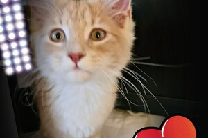 Clémentine 28 maart- 2 mei 2021