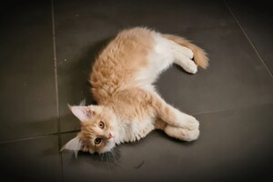 Clémentine 28 maart- 2 mei 2021