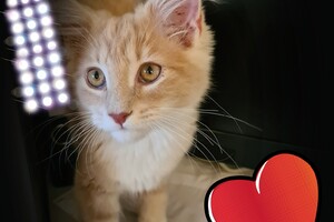 Clémentine 28 maart- 2 mei 2021