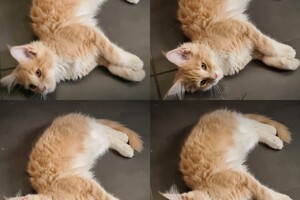 Clémentine 28 maart- 2 mei 2021