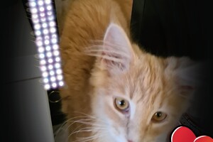 Clémentine 28 maart- 2 mei 2021