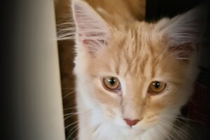 Clémentine 28 maart- 2 mei 2021