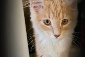 Clémentine 28 maart- 2 mei 2021