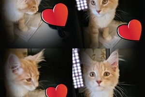 Clémentine 28 maart- 2 mei 2021