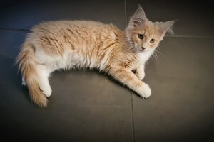 Clémentine 28 maart- 2 mei 2021