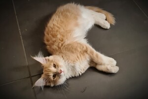 Clémentine 28 maart- 2 mei 2021