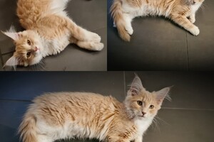 Clémentine 28 maart- 2 mei 2021