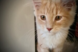 Clémentine 28 maart- 2 mei 2021