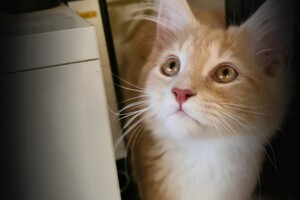 Clémentine 28 maart- 2 mei 2021