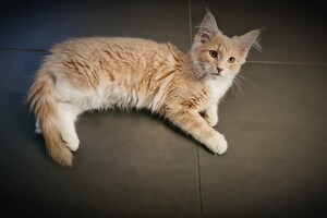 Clémentine 28 maart- 2 mei 2021