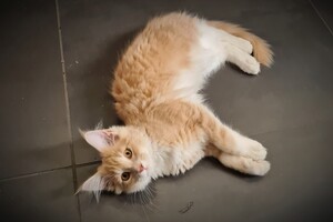 Clémentine 28 maart- 2 mei 2021