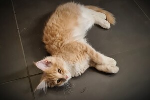 Clémentine 28 maart- 2 mei 2021