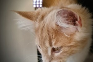 Clémentine 28 maart- 2 mei 2021