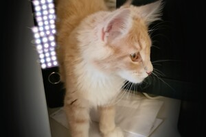 Clémentine 28 maart- 2 mei 2021