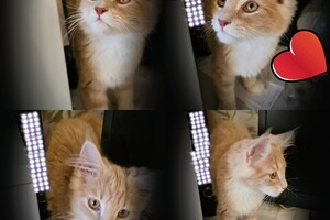 Clémentine 28 maart- 2 mei 2021