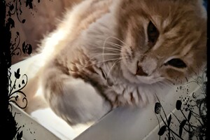 Clémentine 28 maart- 2 mei 2021