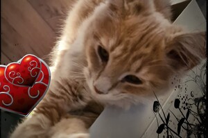 Clémentine 28 maart- 2 mei 2021