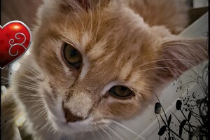 Clémentine 28 maart- 2 mei 2021