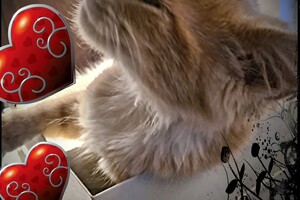 Clémentine 28 maart- 2 mei 2021